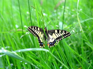 Schmetterling Schwalbenschwanz