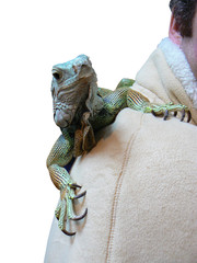 Naklejka premium man with iguana