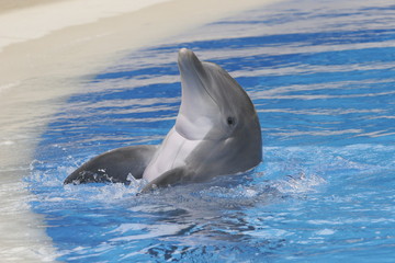swimming dolphin