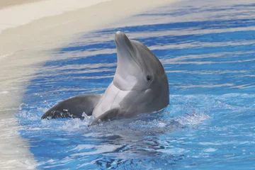 Fototapete Rund schwimmender Delfin © PICTURETIME