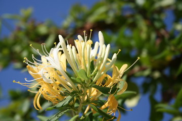 Honeysuckle in front of blue sky