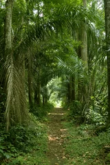 Zelfklevend Fotobehang walking path in the tropical forest wide shot © beltsazar