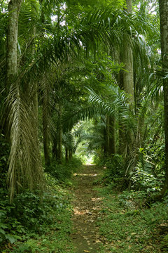 Fototapeta walking path in the tropical forest wide shot