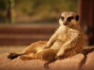 meerkat