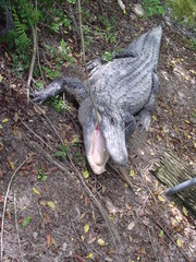 amazon gators