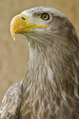 Adler