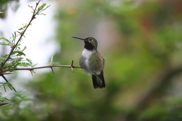 hummingbirds