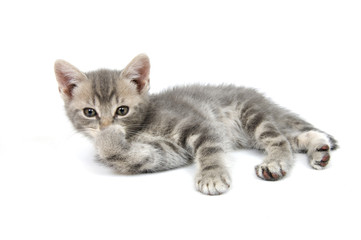 Gray kitten bathing