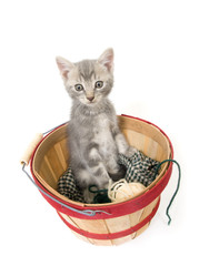 Fototapeta na wymiar Kitten sitting in a basket