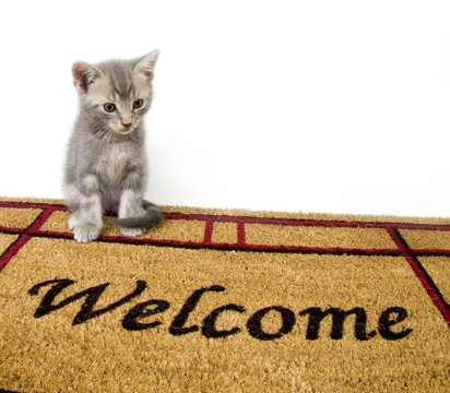 Kitten and welcome mat