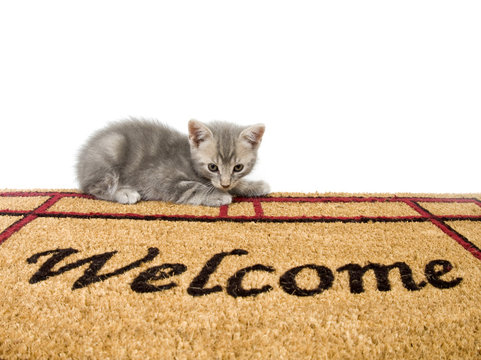 Kitten and welcome mat