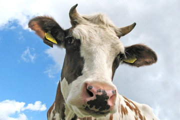 curious brown and white dutch cow