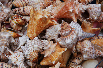 Closeup of seashells