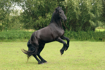 Obraz na płótnie Canvas Hodowli czarnego konia