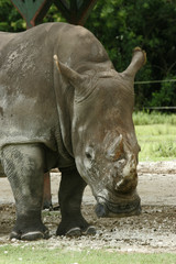 Naklejka premium rhinoceros