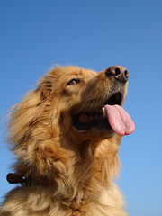 Obraz premium blond dog 4