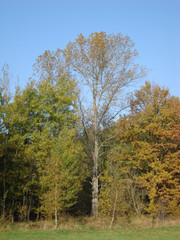 Wood in autumn 3