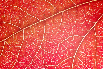 Fototapeta na wymiar Leaf close-up