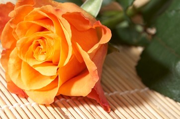 orange rose
