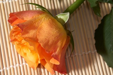orange rose