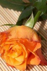 orange rose