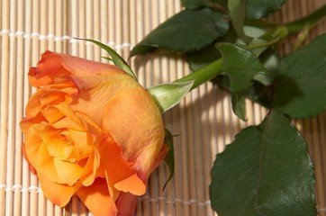 orange rose