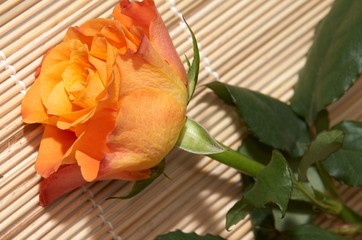 orange rose