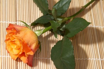 orange rose