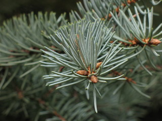 Naklejka na ściany i meble Evergreen needles of a blue fir tree