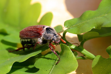 Maikäfer