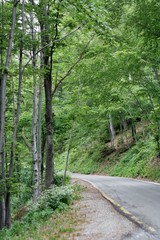 Road in a forest