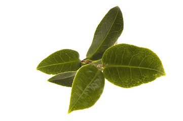 Fototapeta na wymiar świeże liście herbaty