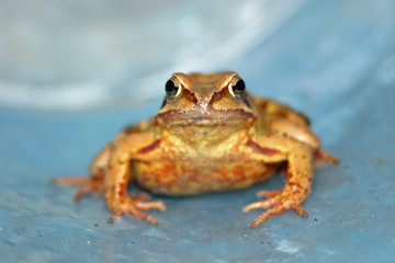 Kröte