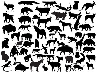 Vectors of animals