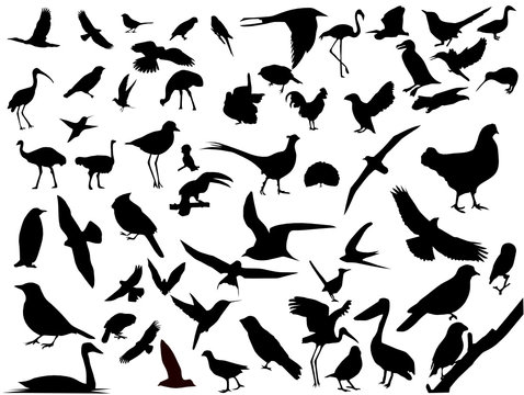 Lots of birds vectors silhouette