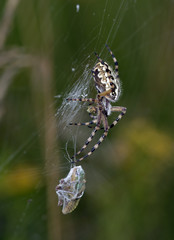 cross-spider