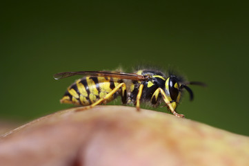 wasp