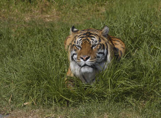 Bengal tiger in the grass 1