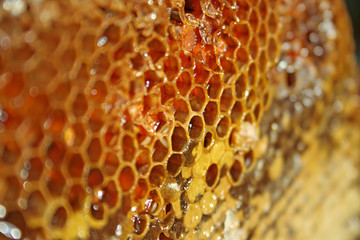 gold honeycells