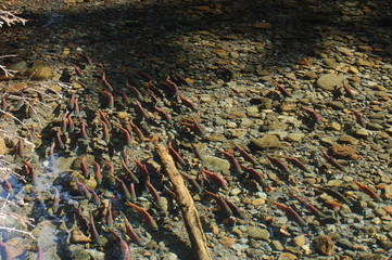 Kokanee Salmon in the Creek