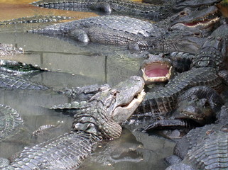 ALLIGATORS