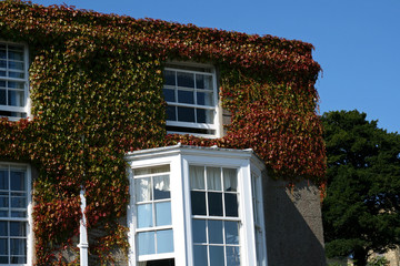 ivy covered cottage