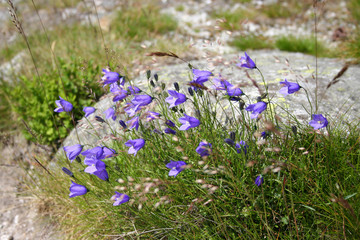 Fototapeta premium harebell
