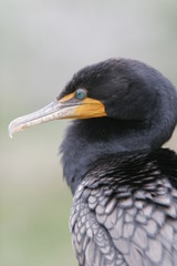 BIRD WATCHING