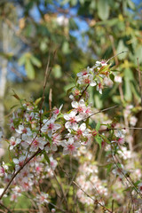Sakura