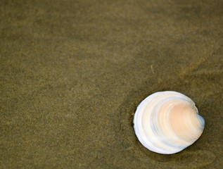 Muschel am Strand