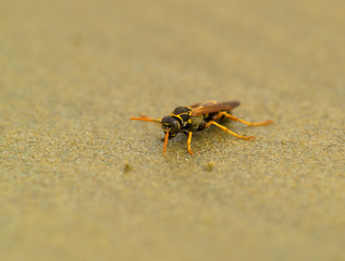 Strandwespe