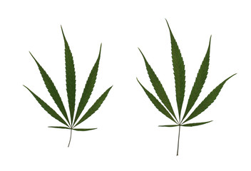 Marijuana Leaves Isolated on White