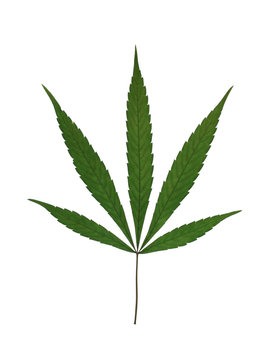 Marijuana Leaf Isolated on White