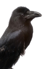 raven - 4901504